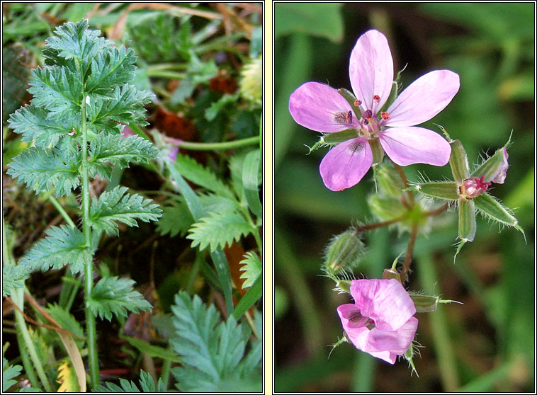 Common Stork's-bill, Erodium cicutarium, Creagach