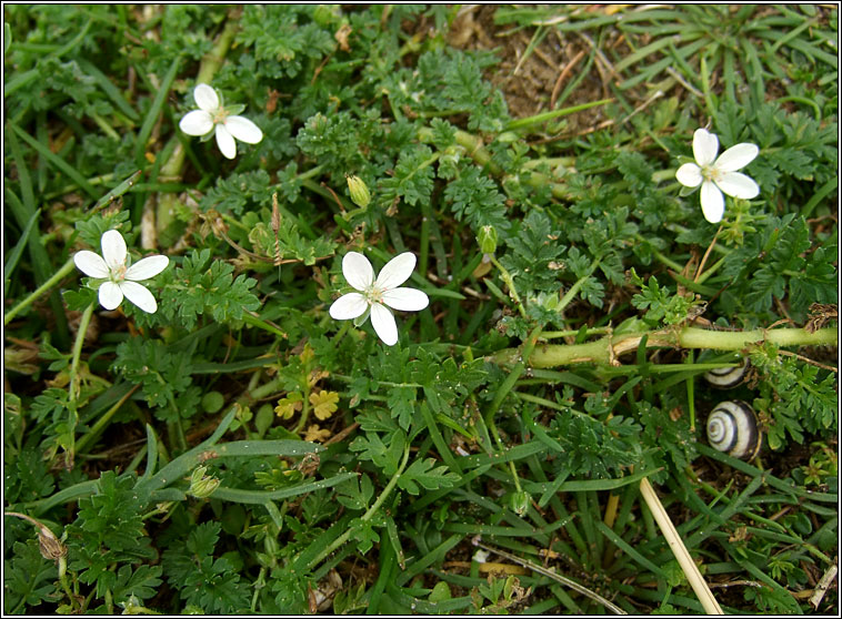 Common Stork's-bill, Erodium cicutarium, Creagach