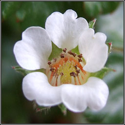 Barren Strawberry, Potentilla sterilis, S taln brige