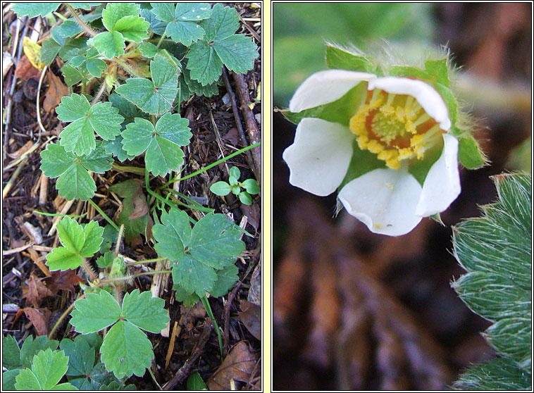 Barren Strawberry, Potentilla sterilis, S taln brige