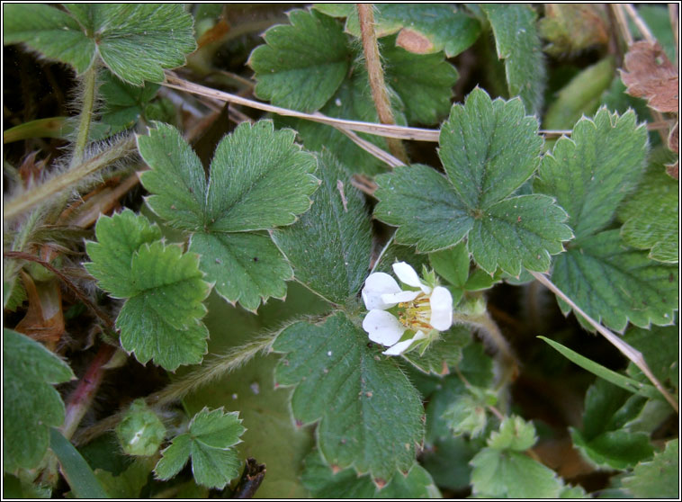 Barren Strawberry, Potentilla sterilis, S taln brige