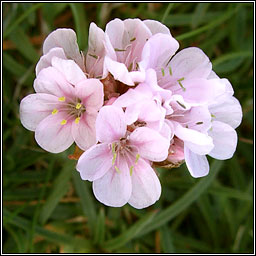 Thrift, Armeria maritima, Rabhn