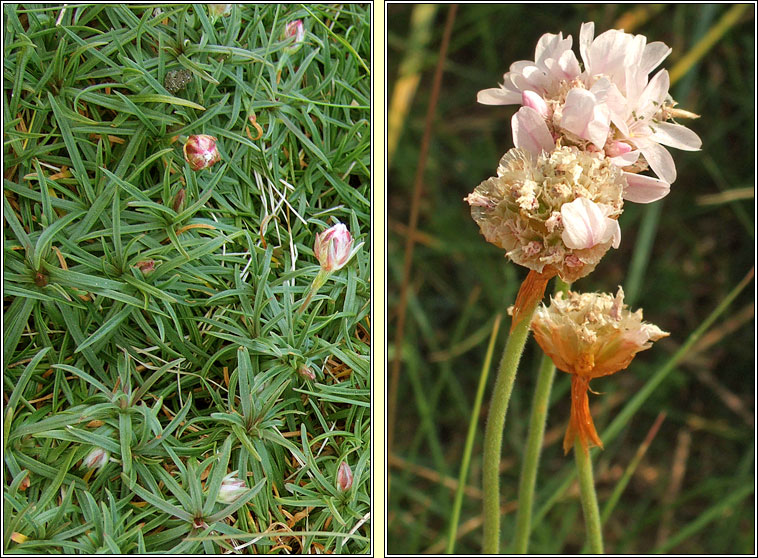 Thrift, Armeria maritima, Rabhn