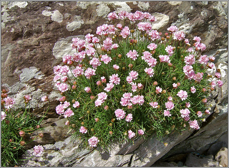 Thrift, Armeria maritima, Rabhn