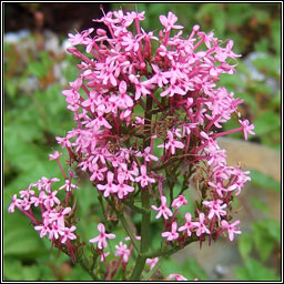 Red Valerian, Centranthus ruber, Sln iomaire