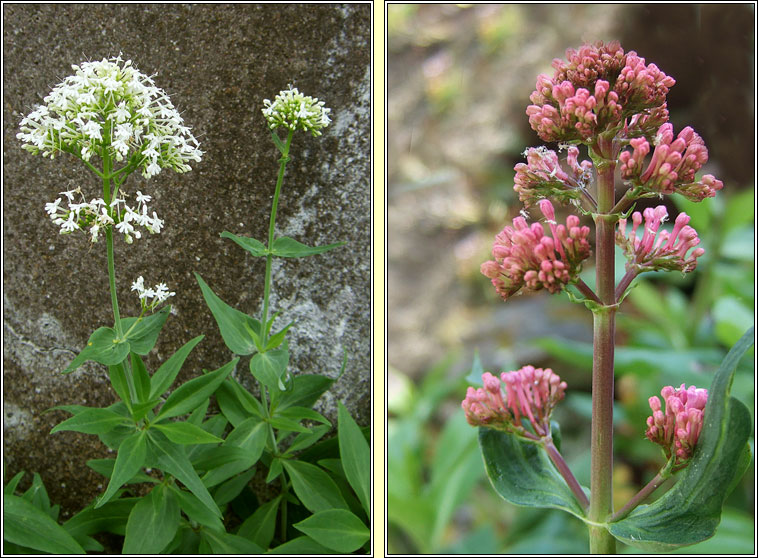 Red Valerian, Centranthus ruber, Sln iomaire