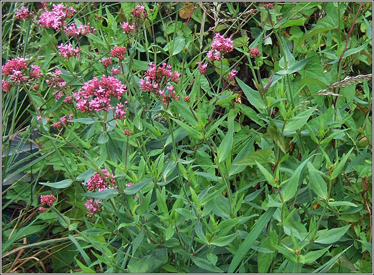 Red Valerian, Centranthus ruber, Sln iomaire