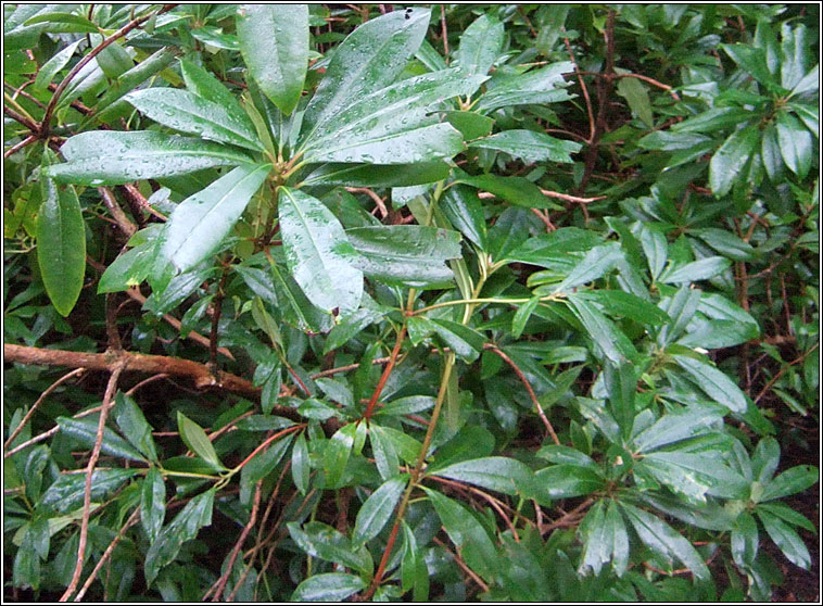 Rhododendron, Rhododendron ponticum, Rslabhras