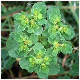 Sun Spurge, Euphorbia helioscopia, Lus na bhfaithn