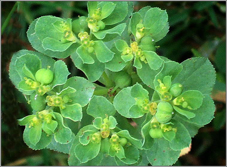 Sun Spurge, Euphorbia helioscopia, Lus na bhfaithn