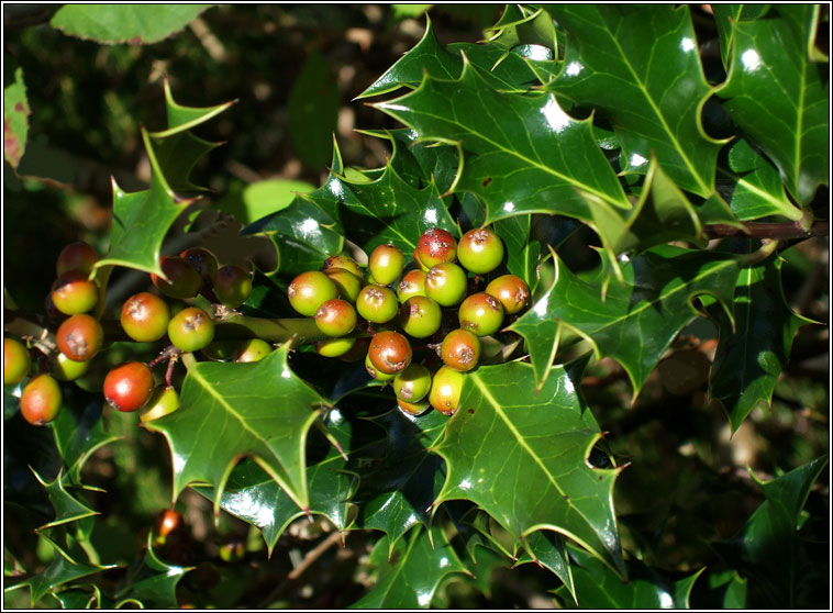 Holly, Ilex aquifolium, Cuilleann