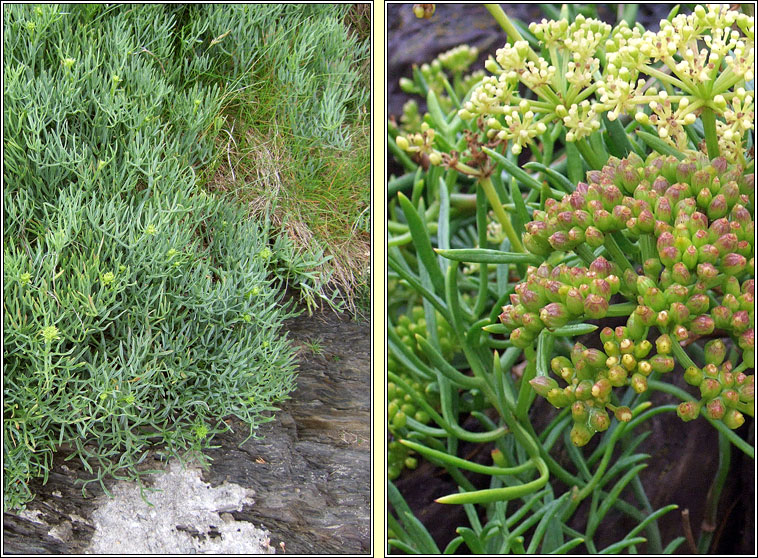 Rock Samphire, Crithmum maritimum, Craobhraic