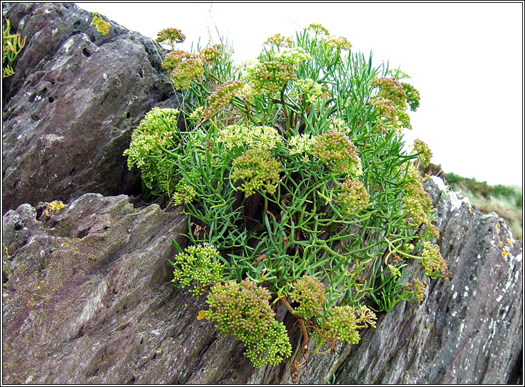 Rock Samphire, Crithmum maritimum, Craobhraic