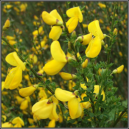 Broom, Cytisus scoparius, Giolcach slibhe