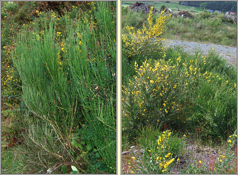 Broom, Cytisus scoparius, Giolcach slibhe