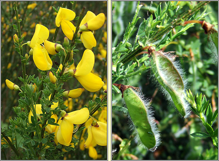 Broom, Cytisus scoparius, Giolcach slibhe