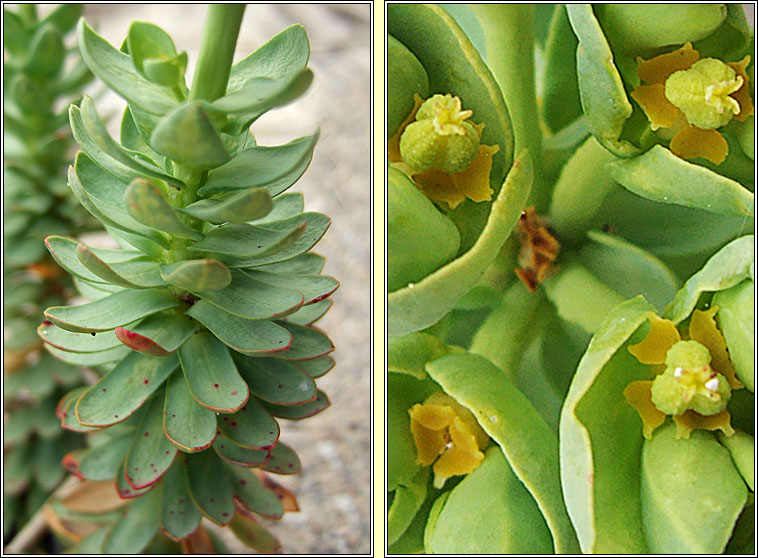 Sea Spurge, Euphorbia paralias, Bainne lana