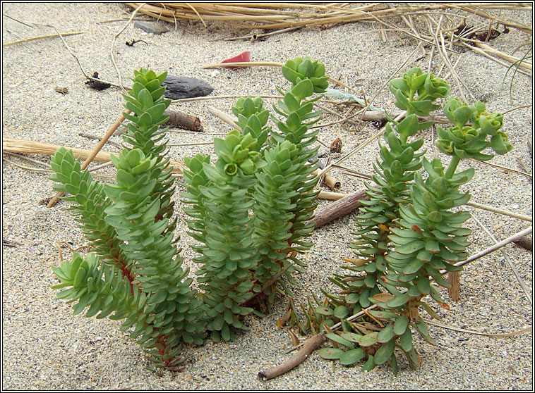 Sea Spurge, Euphorbia paralias, Bainne lana