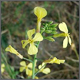 Sea Radish, Raphanus raphanistrum subsp maritimus, Meacan mara