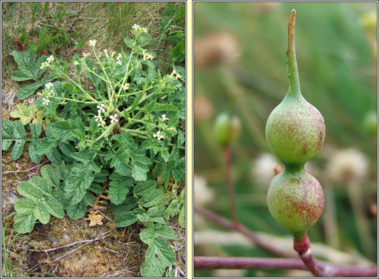 Sea Radish, Raphanus raphanistrum subsp maritimus, Meacan mara