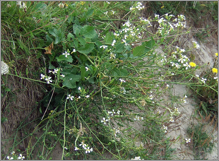 Sea Radish, Raphanus raphanistrum subsp maritimus, Meacan mara