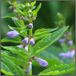 Skullcap, Scutellaria galericulata, Cochall