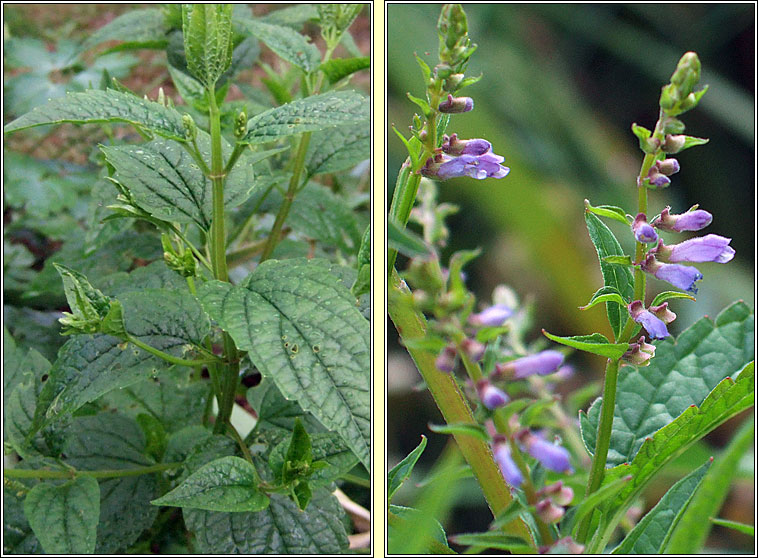 Skullcap, Scutellaria galericulata, Cochall