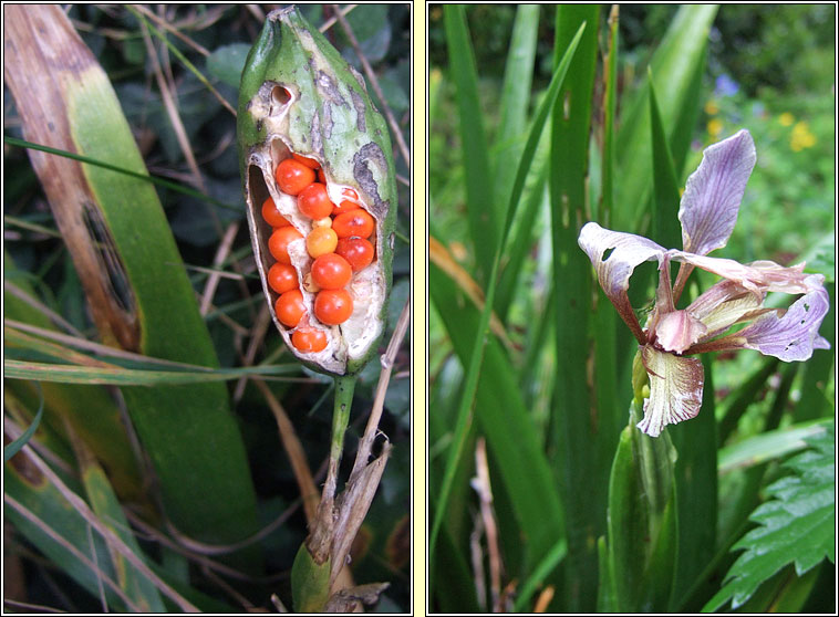 Stinking Iris, Iris foetidissima, Gliriam