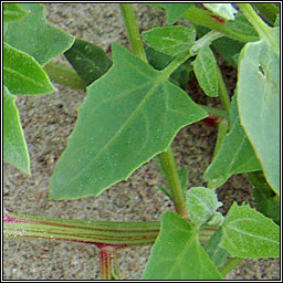 Spear-leaved Orache, Atriplex prostrata, Eilifleog leathan