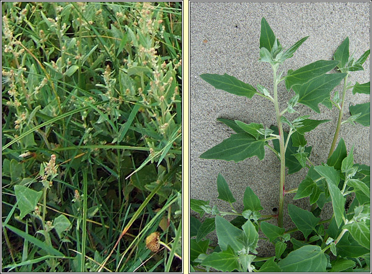 Spear-leaved Orache, Atriplex prostrata, Eilifleog leathan