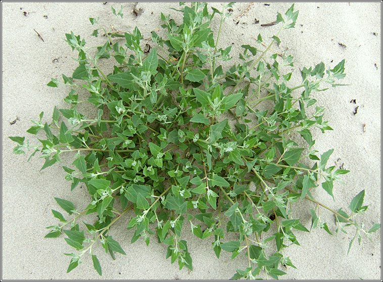 Spear-leaved Orache, Atriplex prostrata, Eilifleog leathan