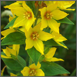 Dotted Loosestrife, Lysimachia punctata, Brealln dlth