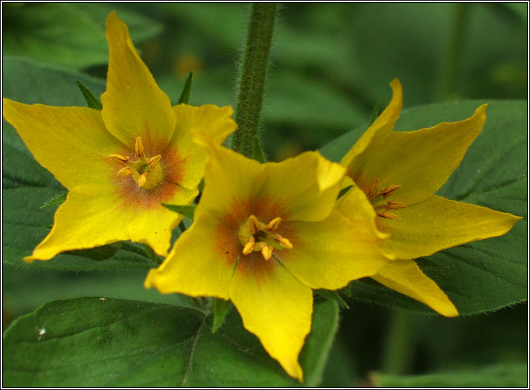 Dotted Loosestrife, Lysimachia punctata, Brealln dlth