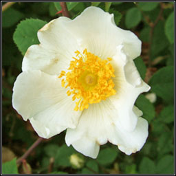 Field-rose x Short-styled Field-rose, Rosa x pseudorusticana