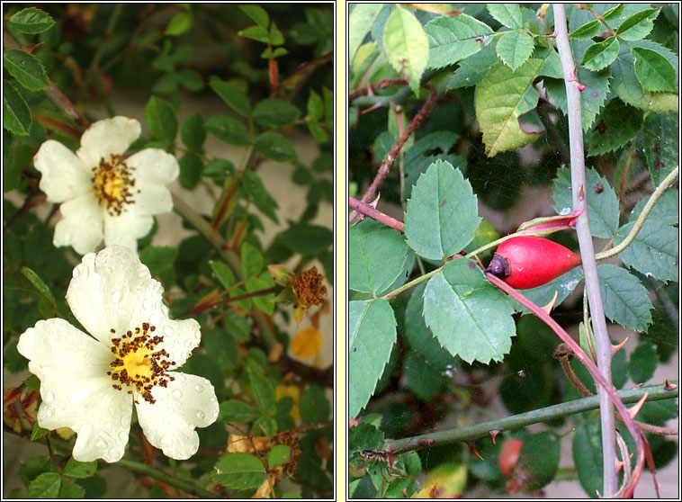 Field-rose x Short-styled Field-rose, Rosa x pseudorusticana