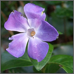 Greater Periwinkle, Vinca major, Fincn mr