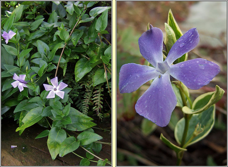 Greater Periwinkle, Vinca major, Fincn mr