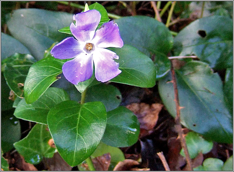 Greater Periwinkle, Vinca major, Fincn mr