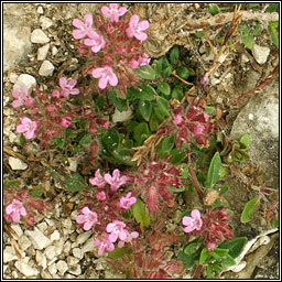 Wild Thyme, Thymus drucei, Tim creige