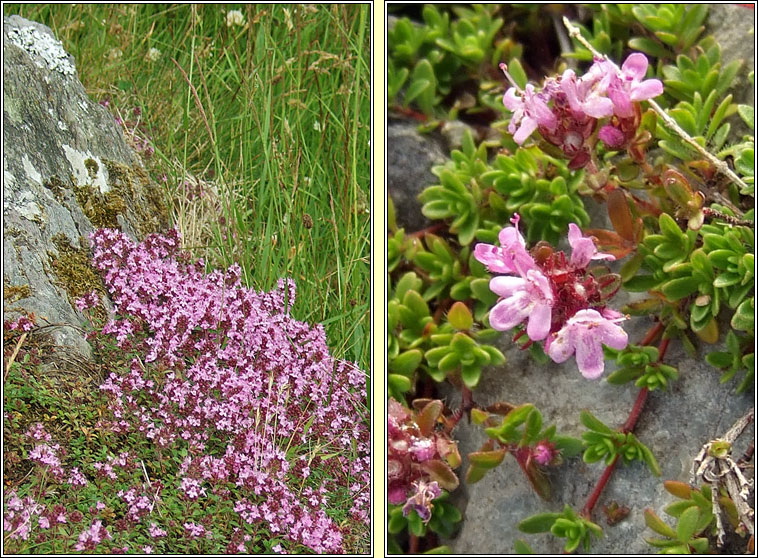 Wild Thyme, Thymus drucei, Tim creige