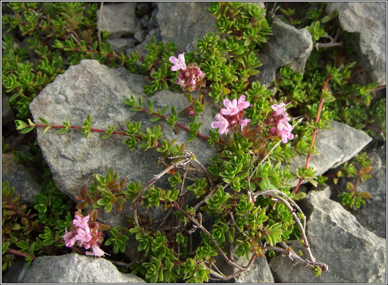 Wild Thyme, Thymus drucei, Tim creige