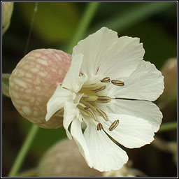 Sea Campion, Silene uniflora, Coiren mara