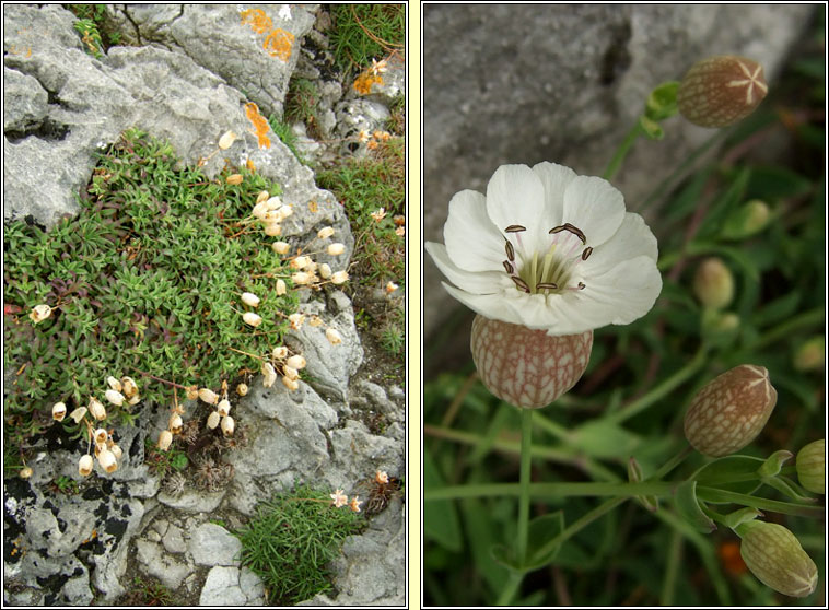 Sea Campion, Silene uniflora, Coiren mara