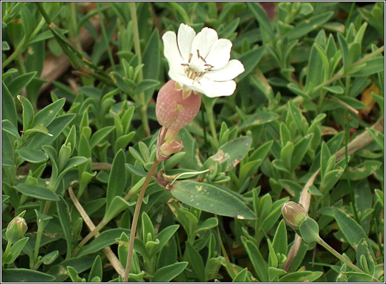 Sea Campion, Silene uniflora, Coiren mara