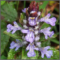 Bugle, Ajuga reptans, Ghlasair choille