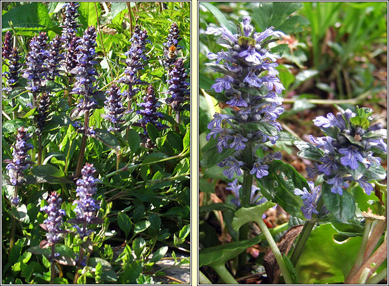 Bugle, Ajuga reptans, Ghlasair choille