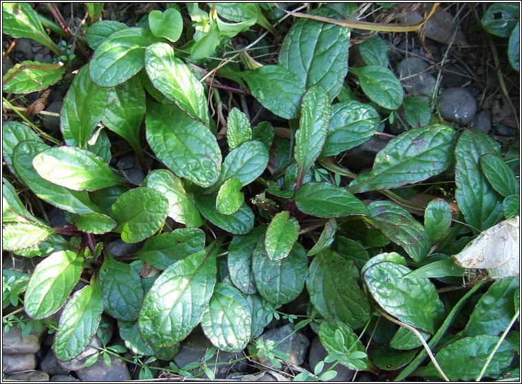 Bugle, Ajuga reptans, Ghlasair choille