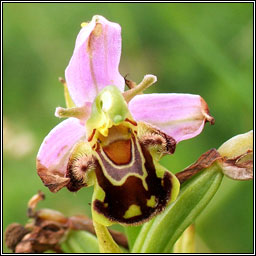 Bee Orchid, Ophrys apifera, Magairlín na mbeach