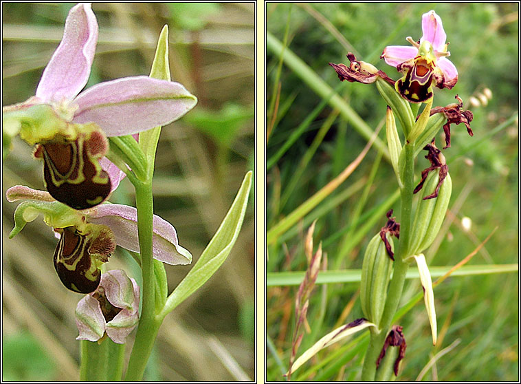 Bee Orchid, Ophrys apifera, Magairln na mbeach