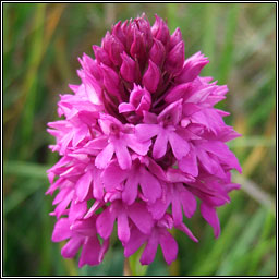 Pyramidal Orchid, Anacamptis pyramidalis, Magairln na stuaice